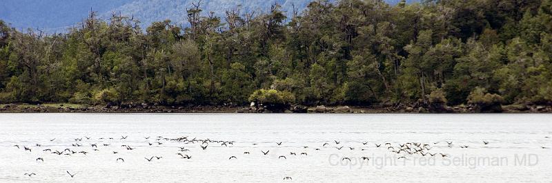 20071217 131056 D2X (181) 4200x1400.jpg - Birds in Flight, Laguna San Rafael